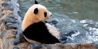 熊猫萌啦,熊猫萌