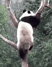 【荐读】熊猫:萌啥子哟,我是要雄起!