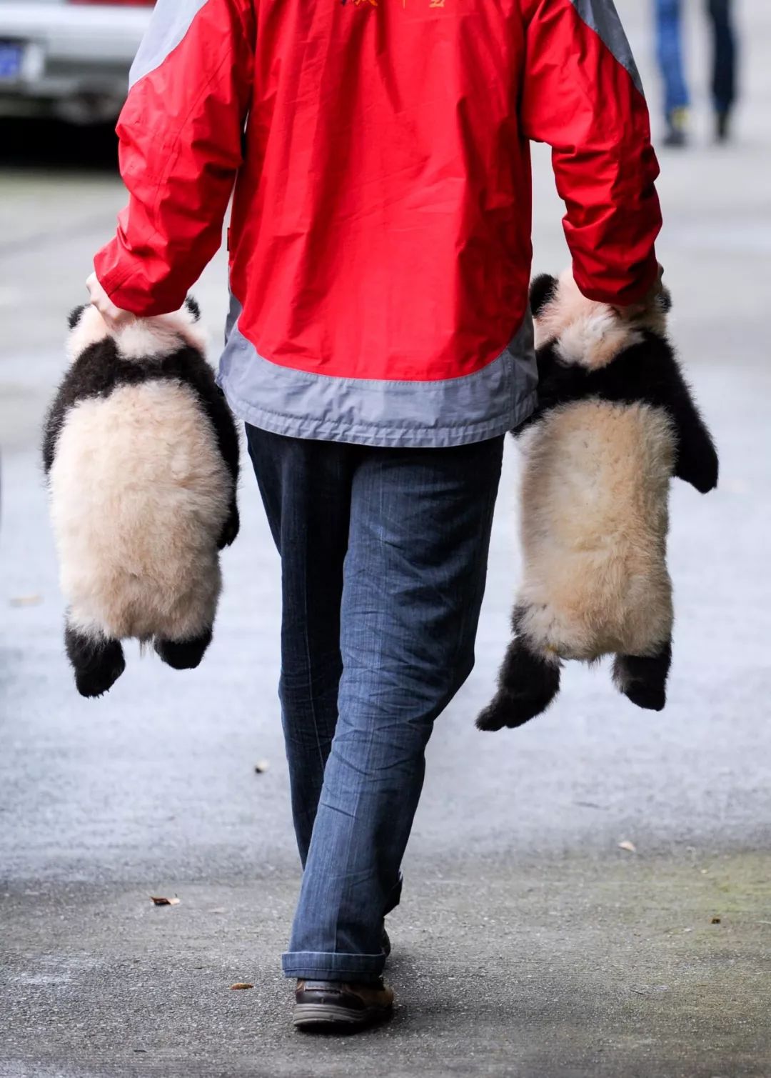 熊猫萌到什么程度,熊猫萌