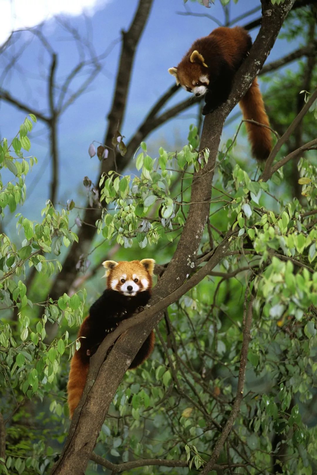 熊猫萌啦,熊猫萌化