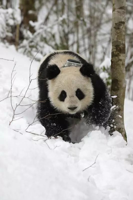 你才可爱你全家都可爱出处,你才可爱你全家都可爱怎么回