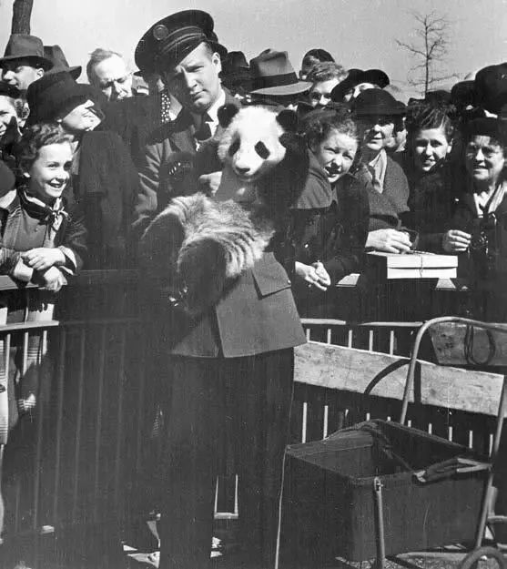 熊猫萌啦,熊猫萌