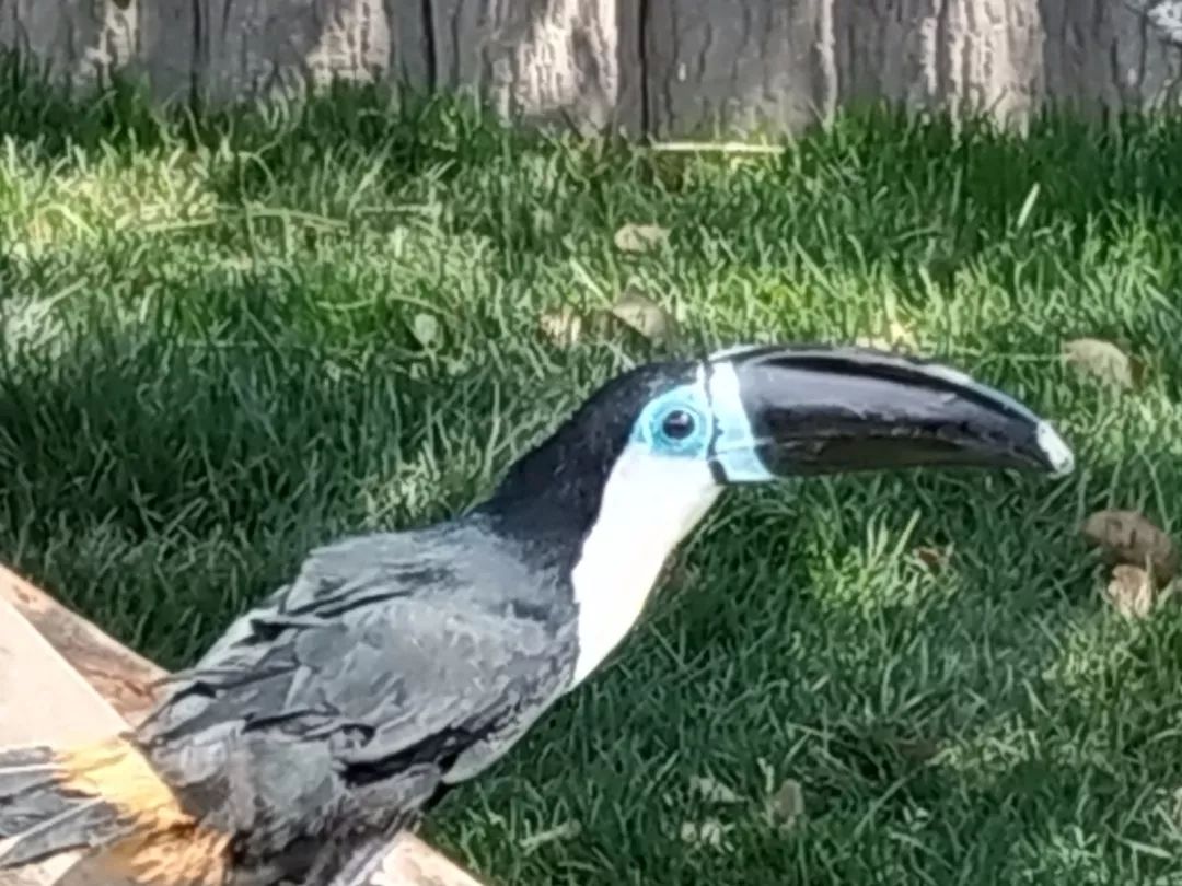 上海野生动物园游览攻略,上海野生动物园的旅游路线示意图