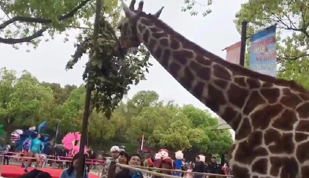 去处｜你真的知道怎么玩转上海野生动物园吗？最全指南在这里！