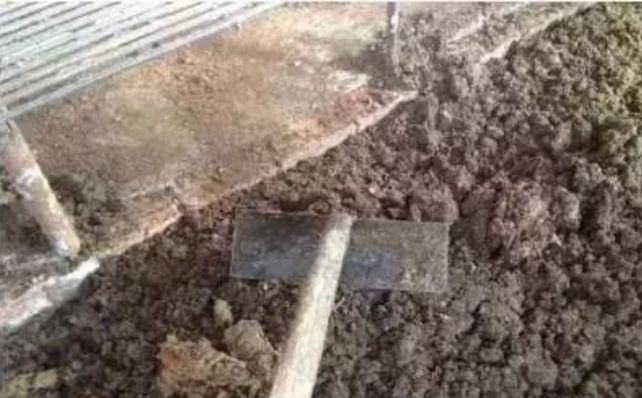 养牛新技术教学,养牛怎么养才能让牛快速生长