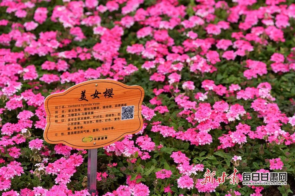 世园会甘肃园美丽的丝路画卷,飞天舞蹈表演甘肃