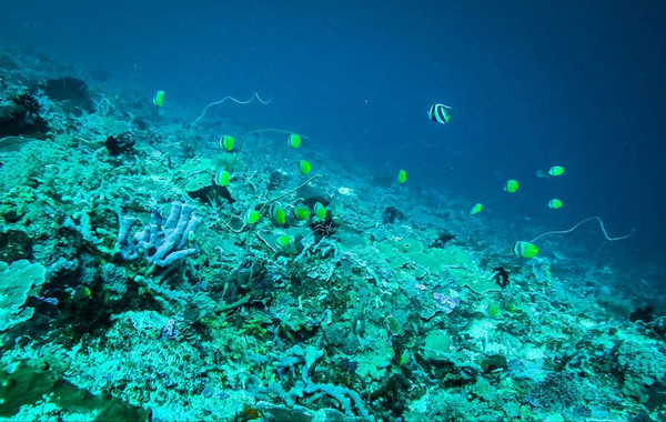 巴厘岛潜水之旅,巴厘岛潜水风景图