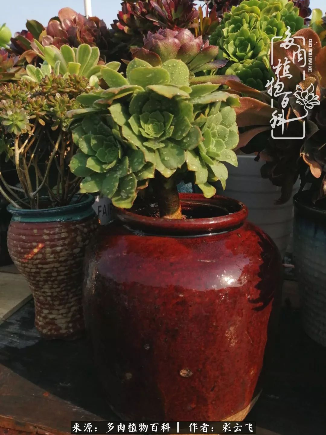 爱春天,爱阳光,爱法师!让我们一起跳法师坑吧!