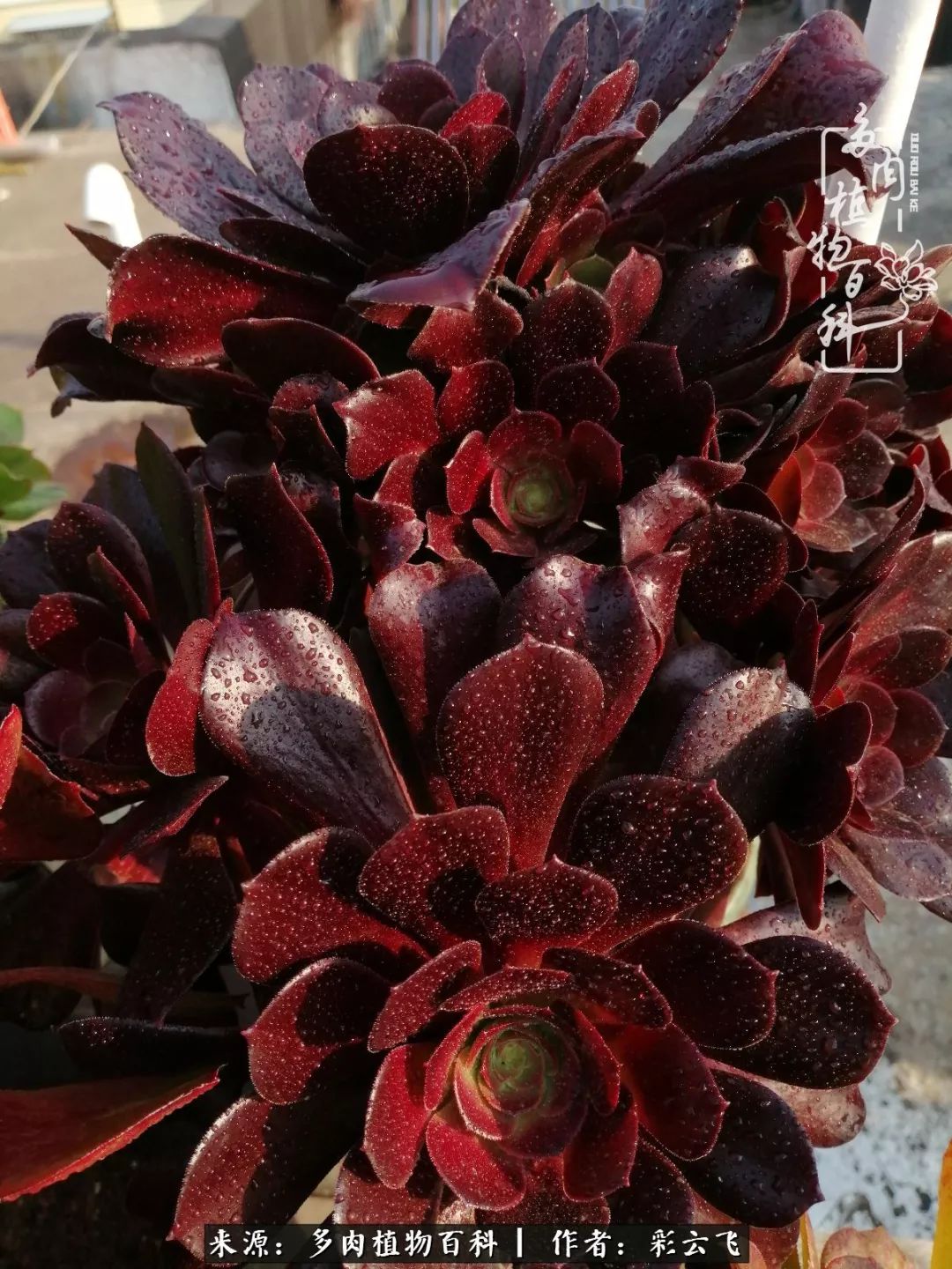 爱春天,爱阳光,爱法师!让我们一起跳法师坑吧!