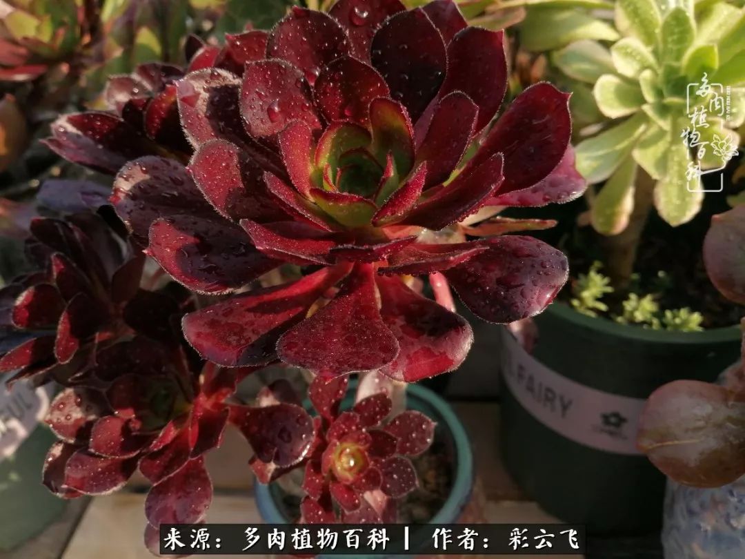 爱春天,爱阳光,爱法师!让我们一起跳法师坑吧!