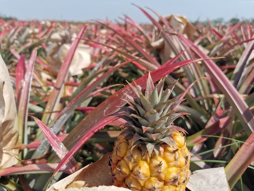 为了给你这个春天最好的凤梨，我们亲自去了高雄田间…