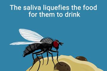 苍蝇落在食物上会干什么,苍蝇落在食物上会做些什么