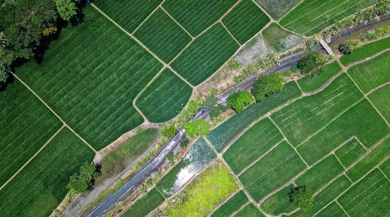 江苏100亩以上水稻每亩补贴多少钱,水稻补贴有哪些