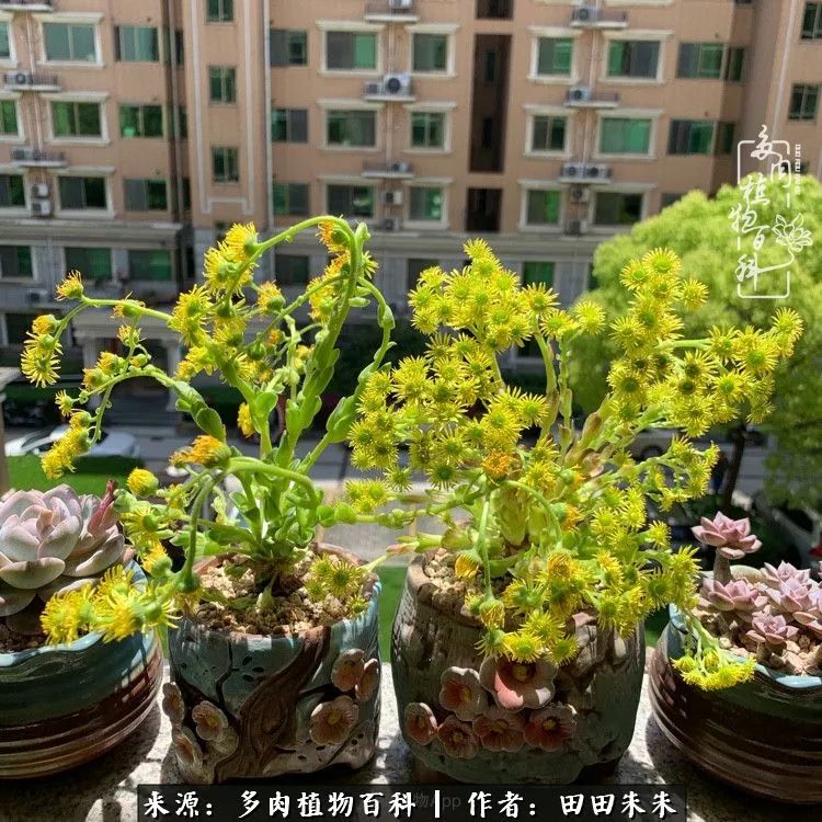 玫小青,7月份了山地玫瑰该怎么养