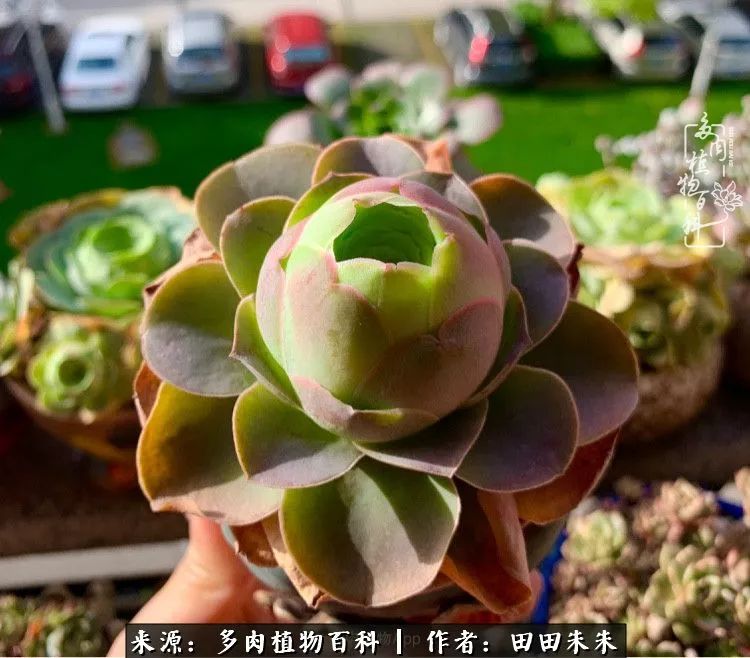 山地玫瑰爆侧芽要怎样养护,适合新手养的山地玫瑰