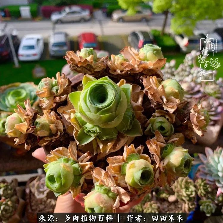 山地玫瑰爆侧芽要怎样养护,适合新手养的山地玫瑰