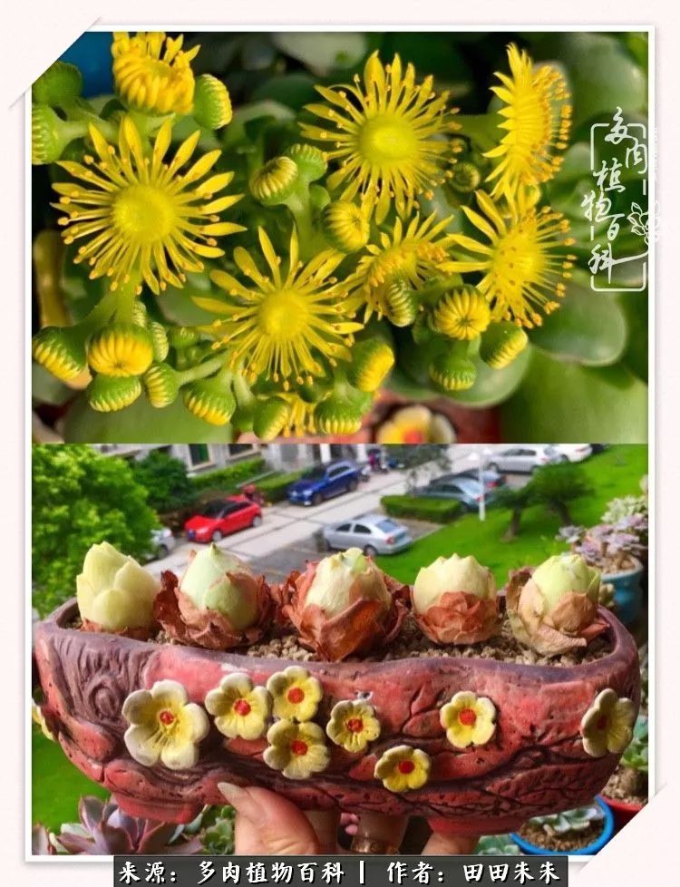 玫小青,7月份了山地玫瑰该怎么养