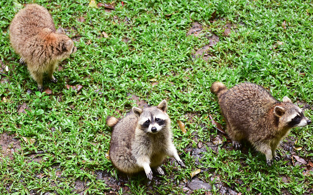 广州动物园小浣熊太胖,广东动物园小浣熊