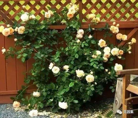 露台如何打造月季花墙,月季花墙图片大全欣赏