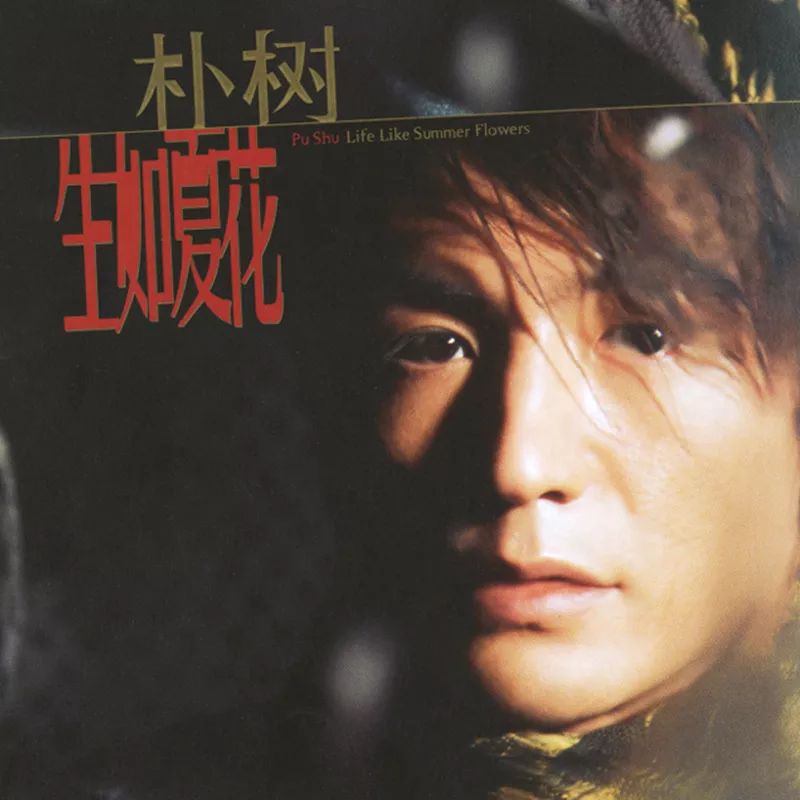 为什么朴树这么火,为什么朴树价格这么高