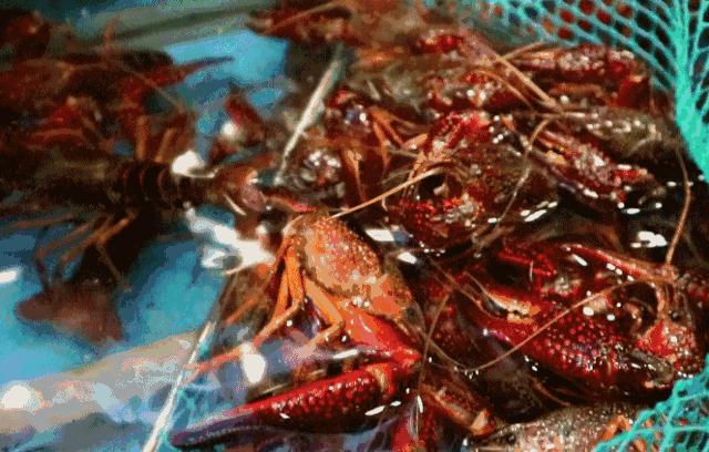 狂舔手指不能停！簋街仔仔小龙虾超值抢购来啦！仅66元抢原价150元给力虾双人套餐！满分的味道，极致的享受！快来pick一下！