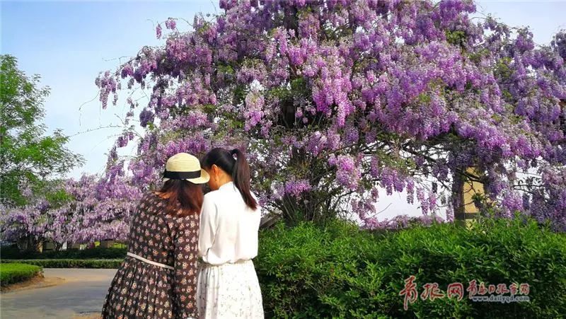 闈掑矝缁濈編鐎戝竷,闈掑矝绱壊鐎戝竷