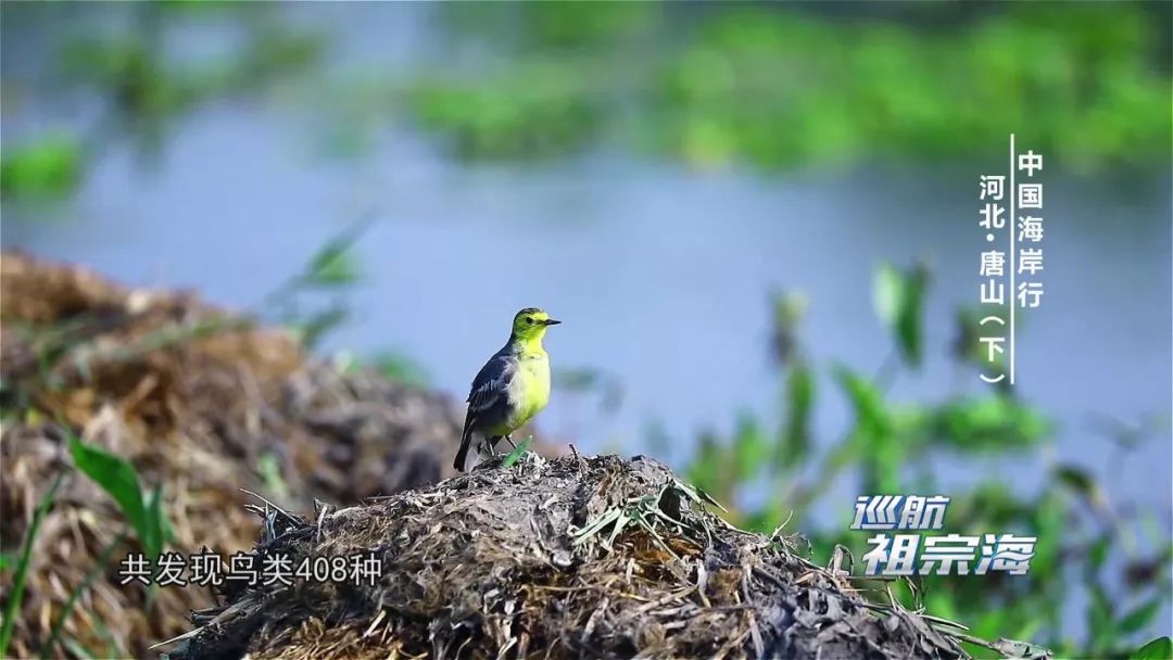 我想去唐山三岛曹妃甸港看看感受下百年“评”韵绽芳华