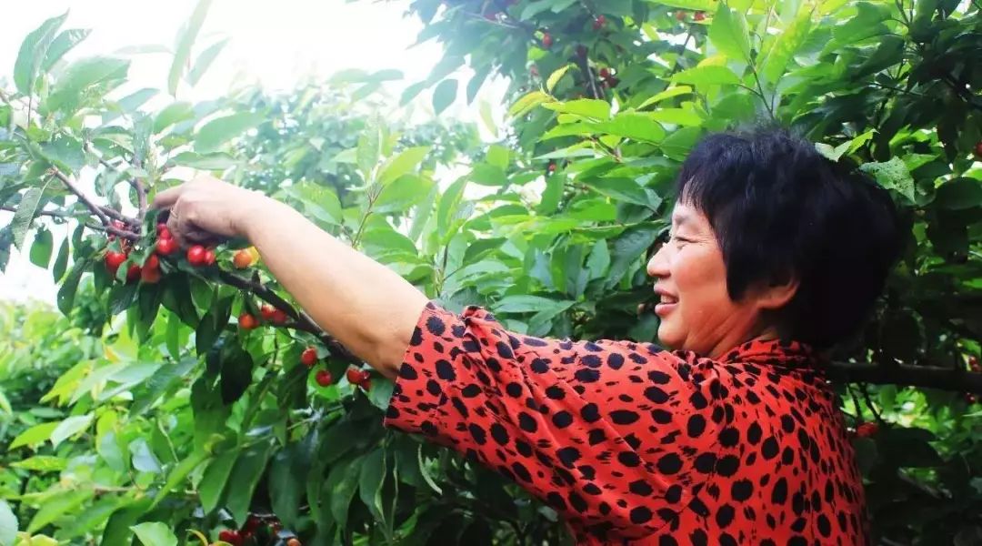 洛阳樱桃桑葚采摘最佳地点,洛阳樱桃桑葚采摘园