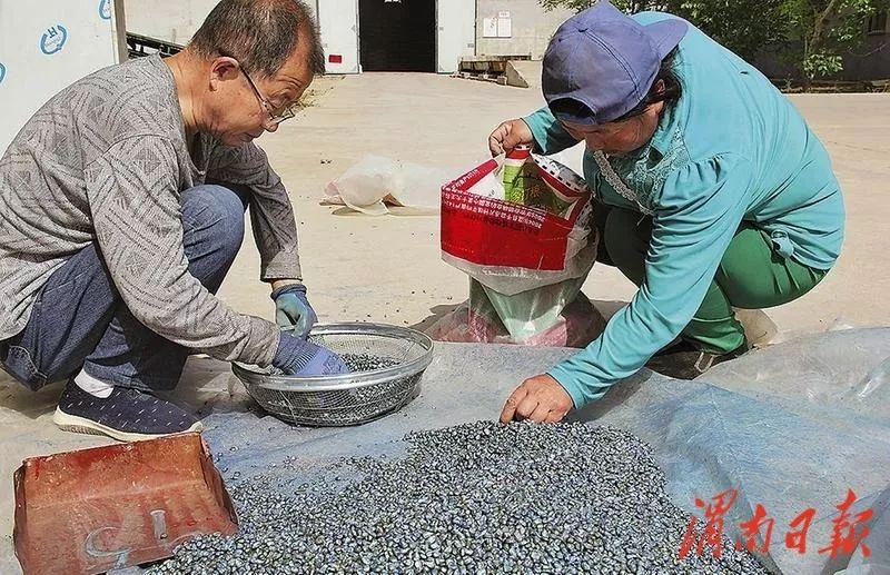 甘肃全力推动现代种业转型,聚焦优势特色产业现代种业发展