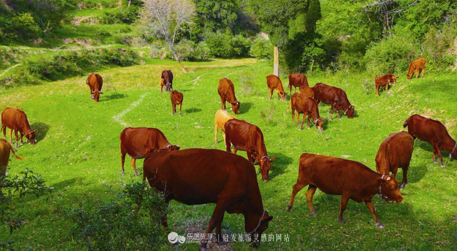 平凉红牛媲美日本和牛,媲美日本和牛的中国牛