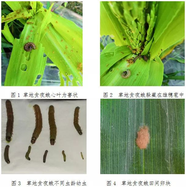 草地贪夜蛾预测及防控技术,草地贪夜蛾爆发期