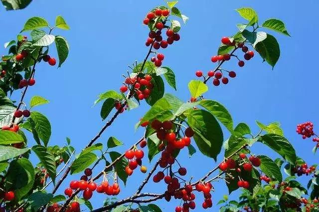 十堰女子骑在树上摘樱桃，结果子宫被切除！还从腹腔取出了...