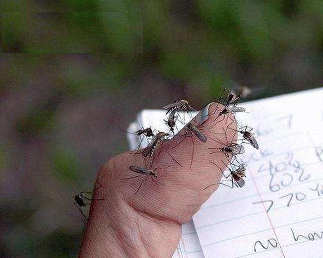 真正有效的灭蚊灯推荐,哪款灭蚊灯最好用