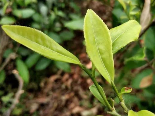信阳值得去的景点推荐一下,信阳南湾湖能游吗