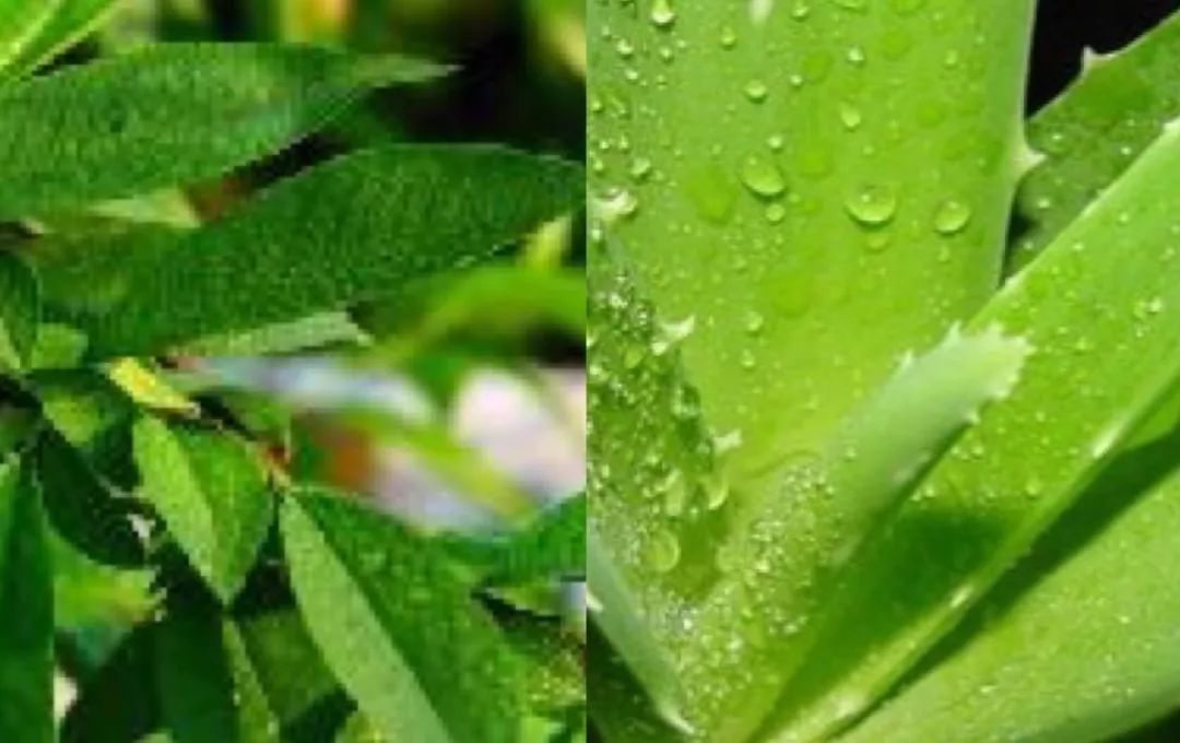 一瓶水止痒,后背长痱子很痒怎么解决