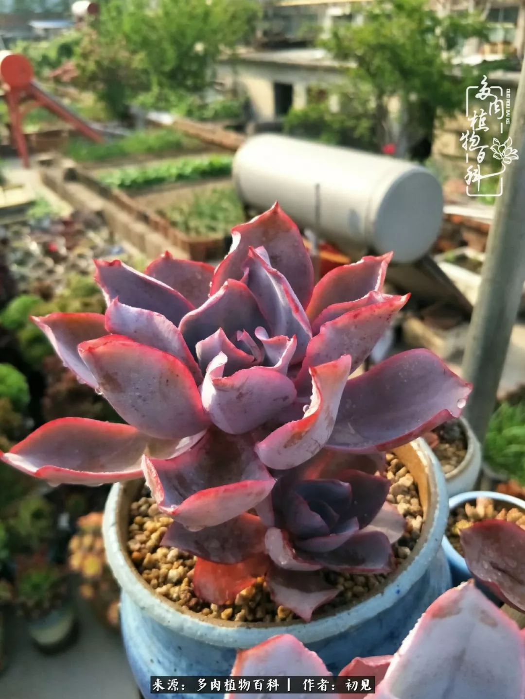 从开始养多肉就对多肉疯狂热爱,多肉美肉控养方法