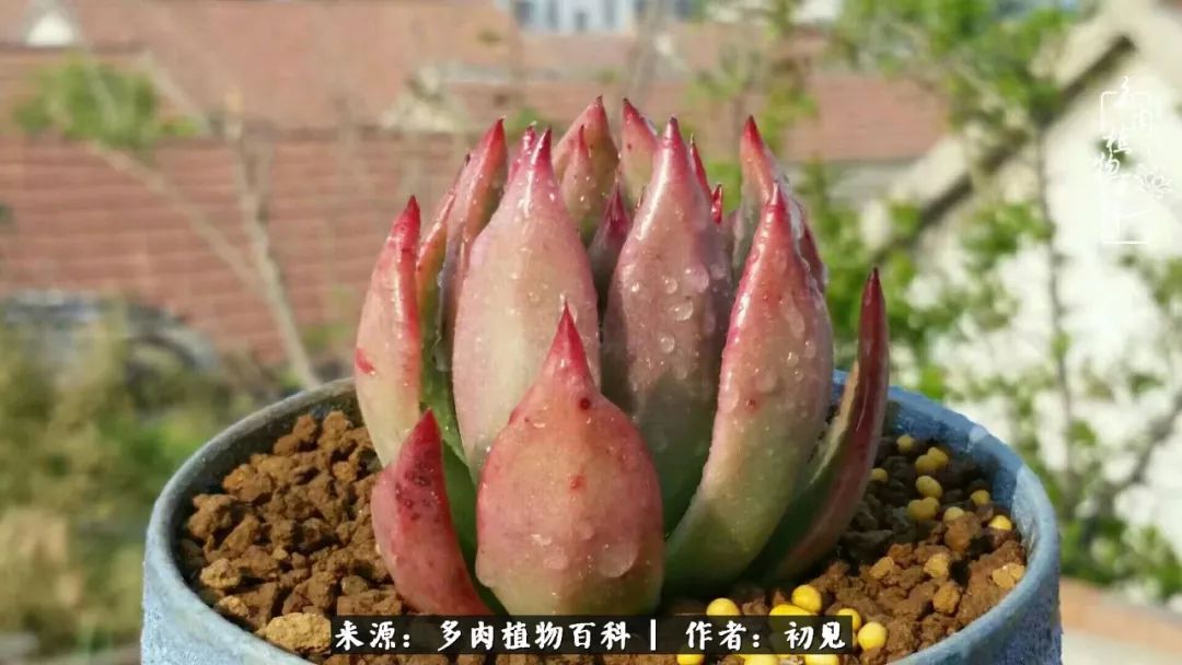 从开始养多肉就对多肉疯狂热爱,多肉美肉控养方法