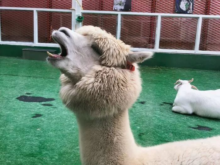 魔都浪漫餐厅推荐,魔都约会推荐