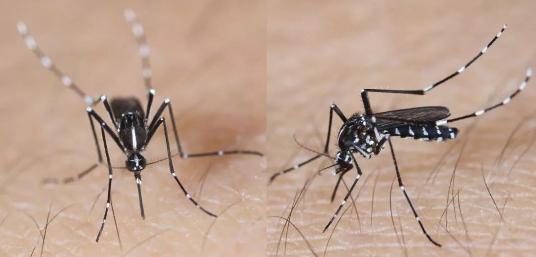 夏季宝宝驱蚊手环产品推荐,品牌驱蚊手环婴儿专用