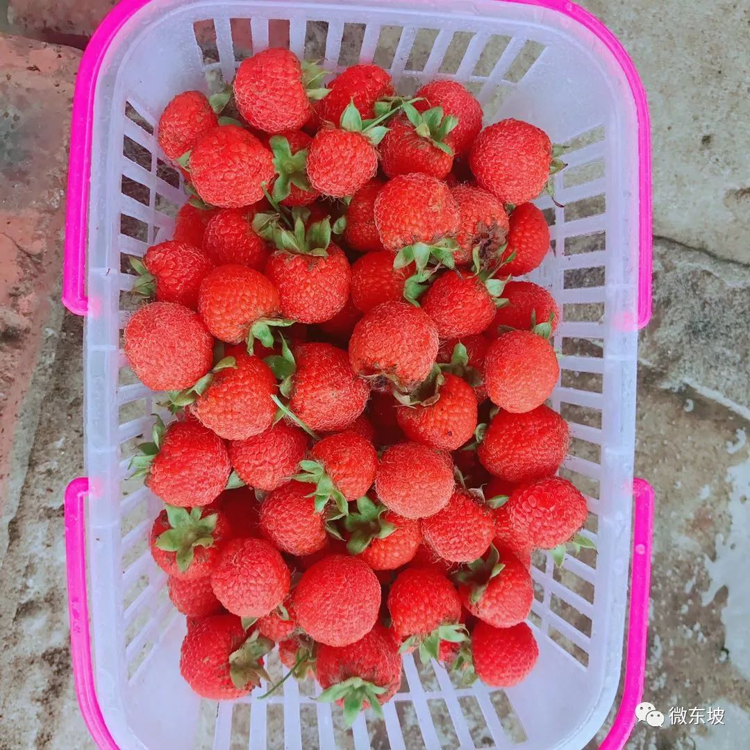 树莓采摘时节,又到了采摘树莓的季节