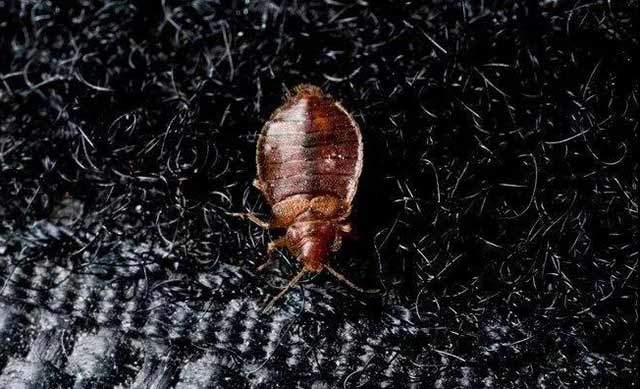 家里发现臭虫应该怎么消灭它们,家里发现臭虫怎么治疗