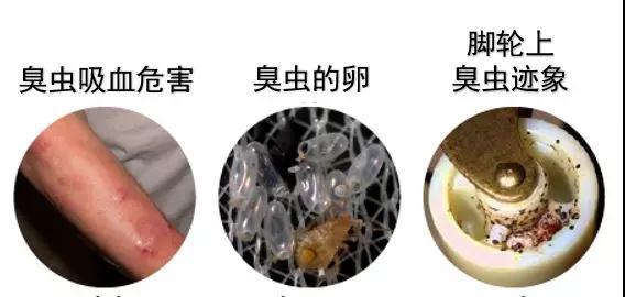 家里有臭虫怎么消灭最快方法,家里的臭虫都藏在哪里如何消灭