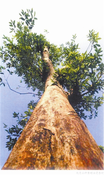 沉香精油守卫家人健康的万香之王,古沉香植物