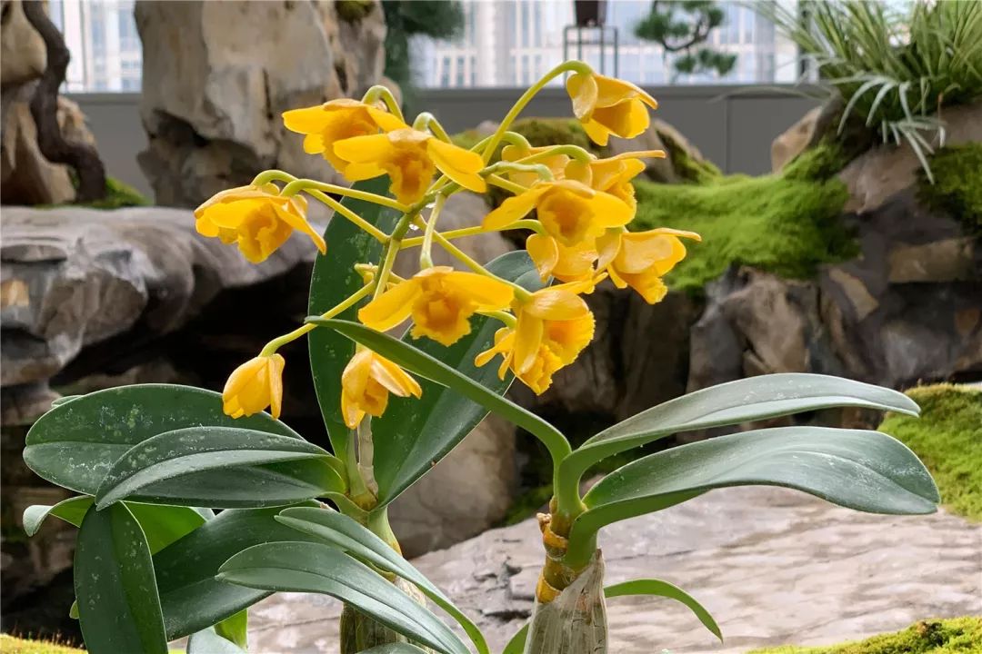 上海最高楼云端上的风景,在上海最高的楼俯瞰风景