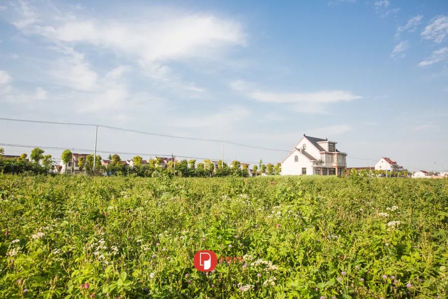五月芬芳之旅，与你相约海安大马士革*瑰园玫**