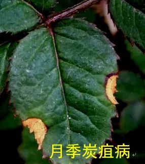 果汁阳台月季如何防治病虫害,藤本月季的病虫害及防治