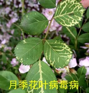果汁阳台月季如何防治病虫害,藤本月季的病虫害及防治