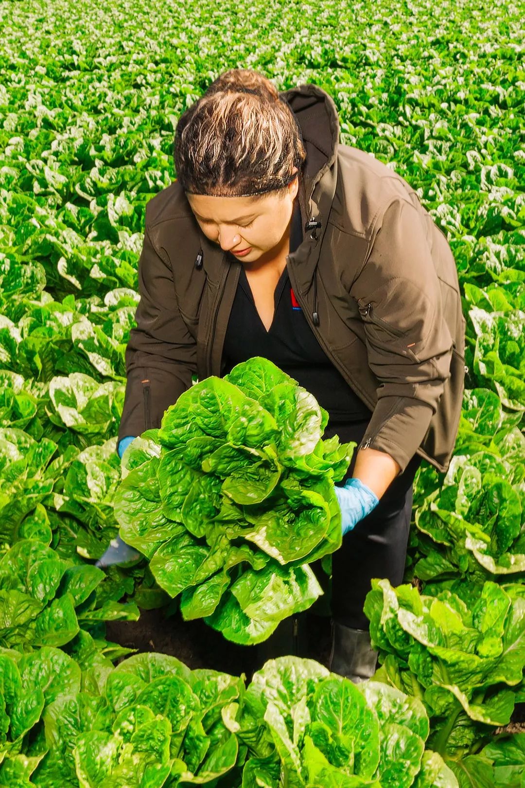 2019美国财富500强排名,美国历年500强数量