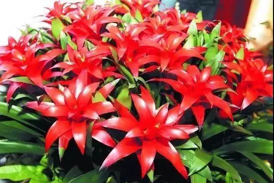 仙人掌养花知识,仙人掌养不死的诀窍