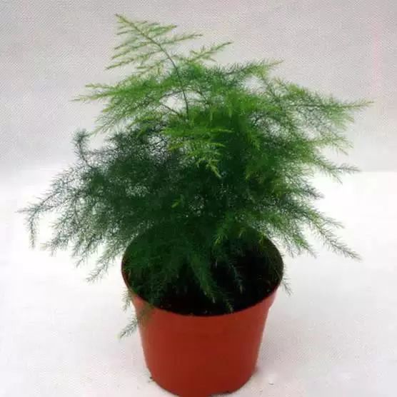 仙人掌养花知识,仙人掌养不死的诀窍